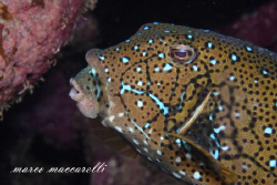 Box fish with Canon 50D + 100 Macro by Marco Maccarelli 
